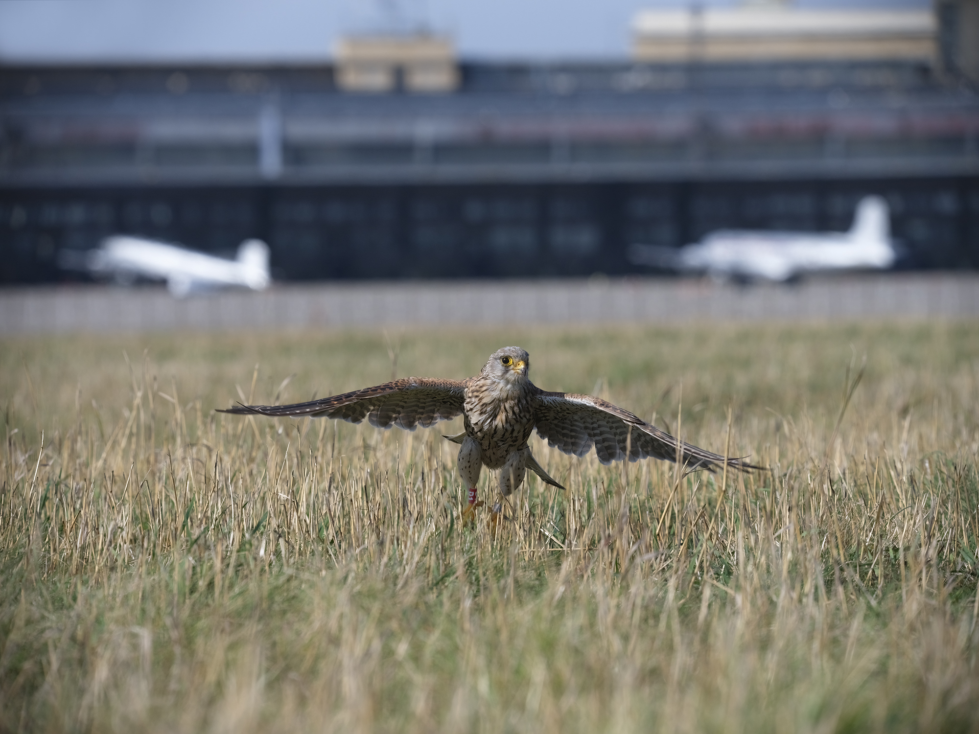 Drei Flieger